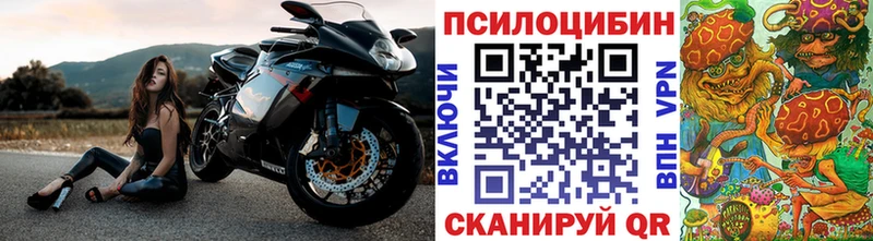 Купить Грязи Псилоцибиновые грибы Psilocybe